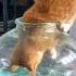 Cat Catsoftiktok Catlovers Gingercat Ginger Houdini Houdini Cute Fyp Foryou Foryoupage