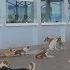 GOA 365 Dog Menace At Goa International Airport