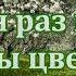 Анна Герман Один раз в год сады цветут караоке Один раз в год сады цветут с ТЕКСТОМ