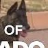 K 9s Now Official Part Of Colorado Parks And Wildlife