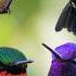 Beautiful Bird Sounds Cute Hummingbird Breathtaking Nature Stress Relief Healing Ambiance