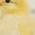 Baby Chicks Chirping ASMR