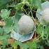 Easy Experiment With Growing Cantaloupe Cantaloupe On The Terrace Yields Unexpected