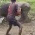 Winner Diamond Bullfight Goa Traditional Bullfight India Goa Goan Bullfight 2024