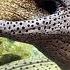 Amazing Fierce Battle Of Giant Eel And Leopard Eel Moray Eel Dangerous Hunting In Deep Sea