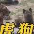 獅虎狗的組合 後台最硬的狗子 誰敢惹 寵物 動物園 獅子 老虎 狗狗