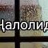 Ҷалолиддини Румӣ Дило назди касе биншин ки ў аз дил хабар дорад