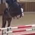 TABOR VAN HET VERLOREN GOED By CASSILANO X ELÉGIA Showjumping 100 Cm