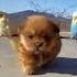 Cutepetowner777 TikTok Cute Puppy