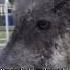 This Rescued Dog Will Break Your Heart And Then Will Give You HOPE Full Video Www HopeForPaws Org