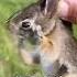 Baby Bunny Screaming After Being Rescue From Hungry Dogs Heartsome