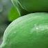 Top 7 Health Benefits Of Green Unripe Papaya Usefultips Useful