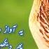 Sound Of Quail 1 Hour Beautiful Batair Ki Awaz Bater Awaz Rat