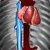 How Blood Flows Through The Body Animation Circulatory System Video