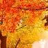 Relaxing Beautiful Instrumental Music Peace Instrumental Music Flowers In October By Tim Janis