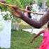 Ankole Traditional Dance Extract From Brenda S Kuhingira Western Uganda Culture