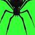 Black Widow Spider Image Free Green Screen Effect