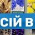 Посій ці квіти в 2023 Квіти Трави які витримають спеку