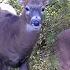 I Put A Trail Camera On An Apple Tree Here S What I Found Bowhunting Whitetails W Bill Winke