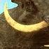 TheHunter Call Of The Wild The Ugliest Animal I Ve Ever Hunted Vurhonga Savanna