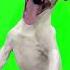 Green Screen Laughing Dog Meme