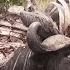 Vultures Swarm Wildebeest Carcass Nature Bites