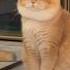 Oh My God I M Really The Most Handsome Cat In The World Cat Pets Cute