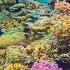 4K Stunning Underwater Wonders Of The Red Sea Colorful Coral Reef Inhabitants 3 HOUR