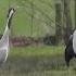 Paringsdansje Van De Kraanvogel Zelf Geschoten Vroege Vogels