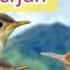 Suara Pikat Burung Prenjak Kepala Merah Yang Susah Dipikat Dan Susah Turun