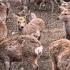 鹿苑 ろくえん を知っていますか それは鹿さんの病院であり 奈良公園で暮らせなくなったシカたちが収容される最期の場所 奈良の鹿愛護会