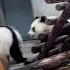 秦大朵用兔子舞和小乖打架 这样是没攻击力的 Panda Pandafushun Funny Adorablepanda Animals Cutepanda