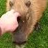 Petting A Wild Capybara