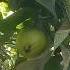 Eat Guava In Garden