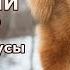 ТИБЕТСКИЙ МАСТИФ Плюсы и минусы породы Tibetan Mastiff