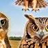 The Best Owl Sounds Different Types Of Owls And Their Sounds 15 Types Of Owls