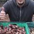 How To Harvest Plant Jerusalem Artichokes Sunchokes 5 Varieties