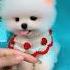 So Cute Pomeranian Puppy Animals Baby Shorts Viraltiktok Tiktok Dogs Cuteanimals Cutedog