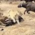 An EPIC SIGHTING Battle Between Lions And Buffalo