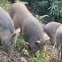 From A Wild Pig Now I Have More Than 30 Wild Pigs Green Forest Life