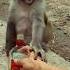 Monkey Drink Funny Shorts Funny