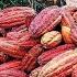 Cocoa Fruit Harvesting Cocoa Bean Processing Cocoa Processing To Make Chocolate In Factory