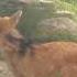 Maned Wolf Feeding Time At The San Diego Zoo