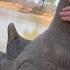 A Powerful Emotional Reunion Between Adine Rewilded Rhino Orphan Gertjie