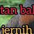 KOKOK AYAM HUTAN HIJAU SUARA PIKAT AYAM HUTAN HIJAU PANCINGAN AYAM HUTAN HIJAU Mastengnex