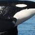 A Glimpse Into The World Of A Young Killer Whale Killer Whales Documentary Central