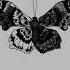 Pixel Butterfly Timelapse Pixelart