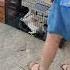 Transfer A Panicking Cat From The Trap To A Carrier As Quick As Possible TNR