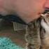 HOW TO TEACH YOUR CAT TO GIVE KISSES Pet Trick Tutorial