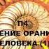 П4 СТРОЕНИЕ ОРАНИЗМА ЧЕЛОВЕКА 1 БИОЛОГИЯ 8 КЛАСС АУДИОУЧЕБНИК СЛУШАТЬ ОНЛАЙН